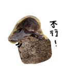Cute little musk turtle say hello（個別スタンプ：8）