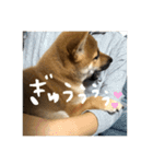 ♡柴犬 りずちゃん スタンプ vol.2♡（個別スタンプ：16）