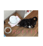 パグのくぅ（個別スタンプ：3）