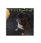 パグのくぅ（個別スタンプ：7）