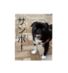 パグのくぅ（個別スタンプ：11）