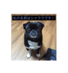 パグのくぅ（個別スタンプ：12）