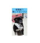 パグのくぅ（個別スタンプ：22）