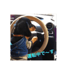 ミニチュアダックスフンドのコタロー君（個別スタンプ：8）