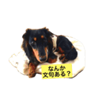 ミニチュアダックスフンドのコタロー君（個別スタンプ：22）