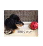 ミニチュアダックスフンドのコタロー君（個別スタンプ：23）
