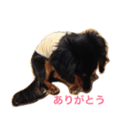 ミニチュアダックスフンドのコタロー君（個別スタンプ：34）