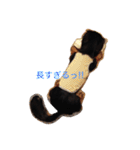 ミニチュアダックスフンドのコタロー君（個別スタンプ：37）