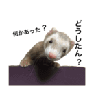 I LOVE FERRET 9 フェレット（個別スタンプ：8）