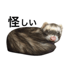 I LOVE FERRET 9 フェレット（個別スタンプ：12）