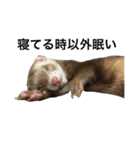 I LOVE FERRET 9 フェレット（個別スタンプ：14）