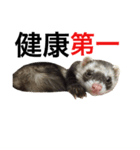 I LOVE FERRET 9 フェレット（個別スタンプ：15）