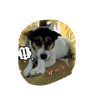 MOMO(dog)（個別スタンプ：1）