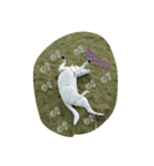 MOMO(dog)（個別スタンプ：2）