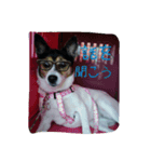 MOMO(dog)（個別スタンプ：3）