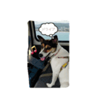 MOMO(dog)（個別スタンプ：5）