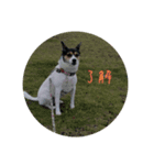 MOMO(dog)（個別スタンプ：6）