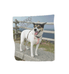 MOMO(dog)（個別スタンプ：7）