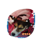 MOMO(dog)（個別スタンプ：8）