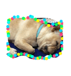 Im dog（個別スタンプ：1）