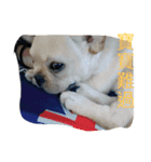 Im dog（個別スタンプ：3）