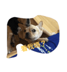 Im dog（個別スタンプ：4）