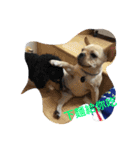Im dog（個別スタンプ：5）