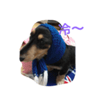 Im dog（個別スタンプ：6）