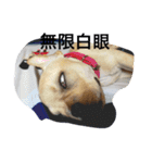 Im dog（個別スタンプ：7）