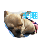 Im dog（個別スタンプ：9）