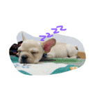 Im dog（個別スタンプ：11）