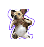 Im dog（個別スタンプ：13）