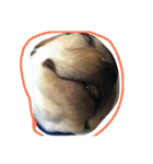 Im dog（個別スタンプ：14）