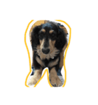 Im dog（個別スタンプ：15）
