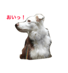 ボーダーのキモチ2（個別スタンプ：1）