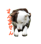 ボーダーのキモチ2（個別スタンプ：5）