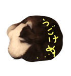 ボーダーのキモチ2（個別スタンプ：7）