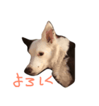 ボーダーのキモチ2（個別スタンプ：10）