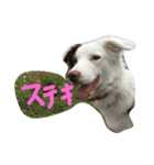ボーダーのキモチ2（個別スタンプ：12）