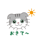 スコティッシュフォールドのねこちゃん（個別スタンプ：1）