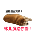 TAIWAN Fat shi-ba（個別スタンプ：1）
