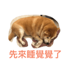 TAIWAN Fat shi-ba（個別スタンプ：4）