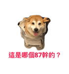 TAIWAN Fat shi-ba（個別スタンプ：5）