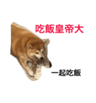 TAIWAN Fat shi-ba（個別スタンプ：8）