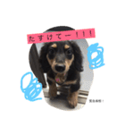 こたぼーい☆（個別スタンプ：13）