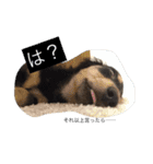 こたぼーい☆（個別スタンプ：16）
