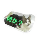 家猫 ミル（個別スタンプ：13）