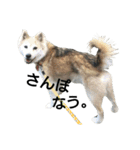雑種犬タローの1日（個別スタンプ：2）
