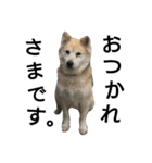 雑種犬タローの1日（個別スタンプ：3）