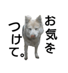 雑種犬タローの1日（個別スタンプ：5）
